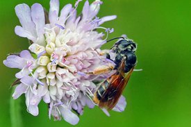 Furchenbiene sitzt auf Blume
