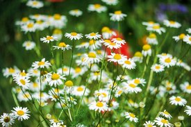 Weiß-gelbe Margeriten