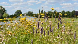 Blick auf Blumenwiese bei Sonnenschein