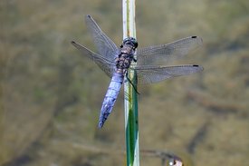 Großer Blaupfeil sitzt auf Schilf