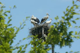Storchennest mit 4 Störchen 