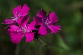 Blüte der Karthäuser Nelke