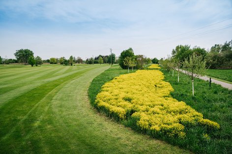 Streuobstwiese mit Apfelbäumen und gelben Blüten neben Golfbahn