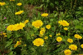 Die Färberkamille mit gelber Blüte 