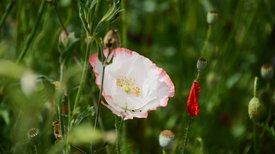 Weiße Blüte der Cosmea 