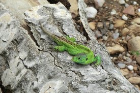 Grüne Zauneidechse sitzt auf Baumstamm