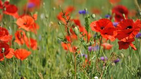 Blühender Klatschmohn in grüner Wiese