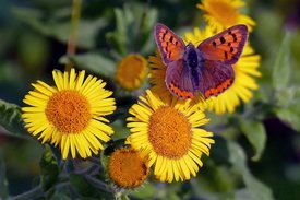 Kleiner Feuerfalter sitzt auf gelbem Ruhrflohkraut
