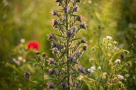 Nahaufnahme Blauer Natternkopf