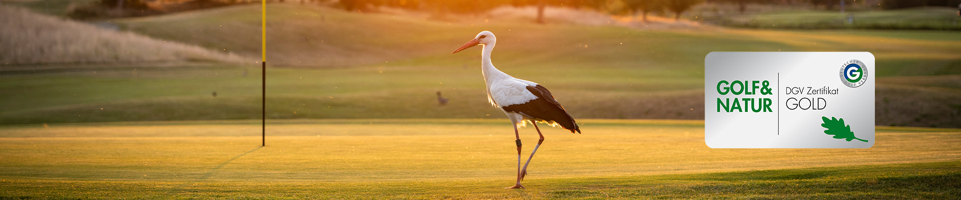 Storch steht auf Golfgrün