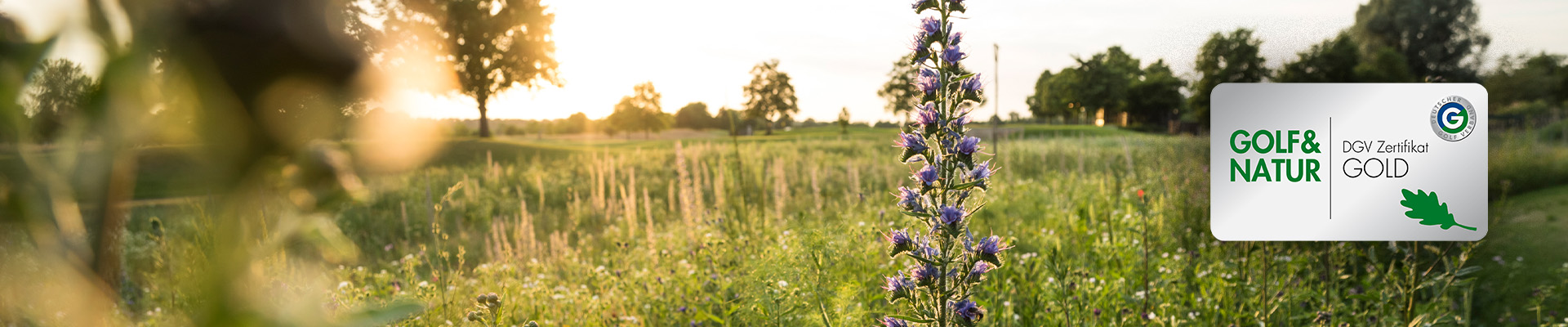 Blumenwiese bei Sonnenuntergang