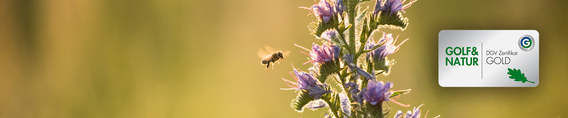 Nahaufnahme Natternkopf